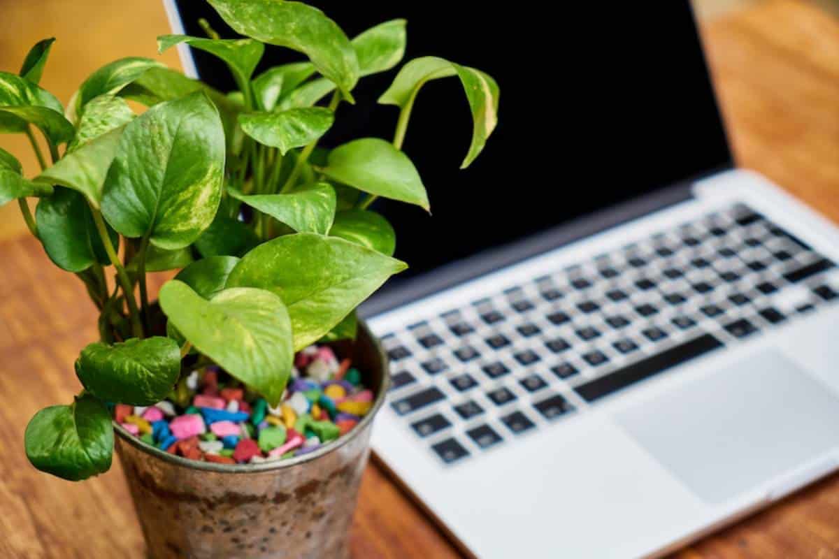 Laptop on a table next to a potted plant with colourful gravel.