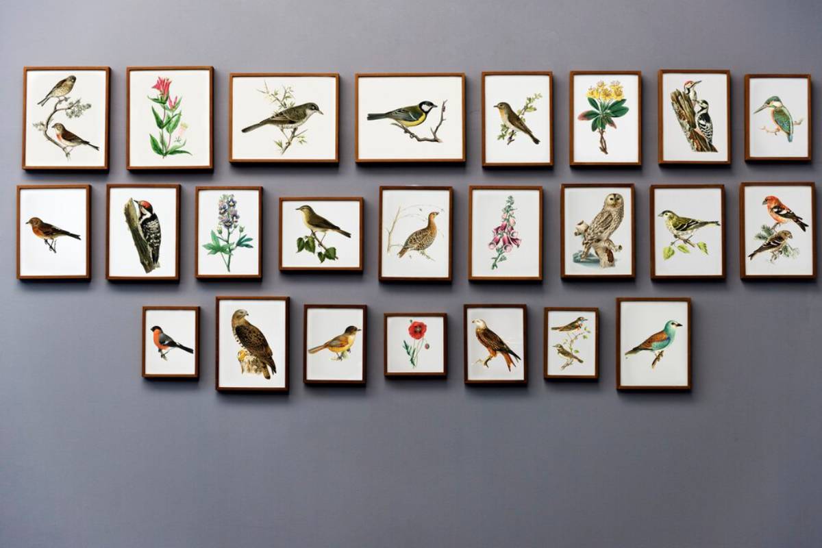 A collection of framed illustrations of various birds and a few plants displayed on a grey wall.